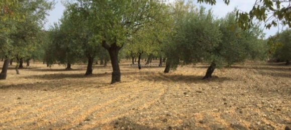 2-Zimmer Haus in Noto, Italy, Nr. 234861 15