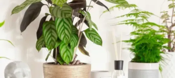 2 bedrooms Apartment in Pego, Spain No. 174756 4