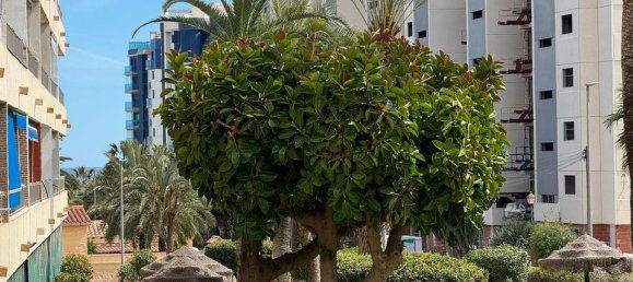 1 chambre Appartement à Torrevieja, Spain No. 180301 14