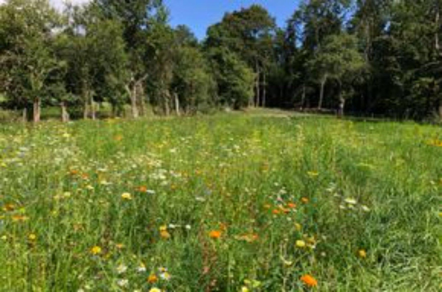  Land in Nienburg, Germany No. 338657