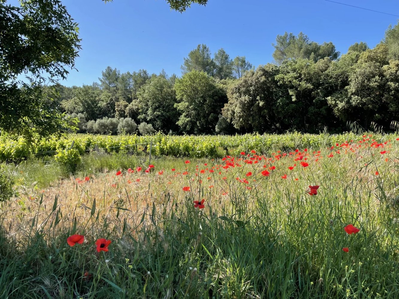 Propriété commerciale à Cotignac, France 310m² No. 824