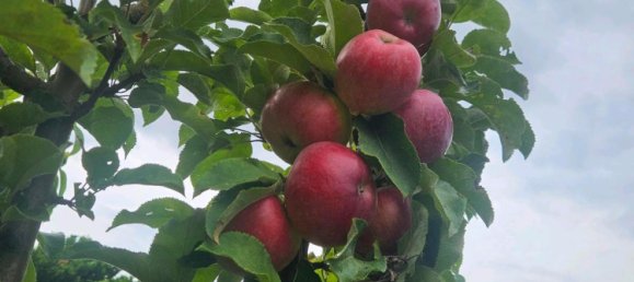 Grundstück in Lichtenrade, Germany, Nr. 292300 12