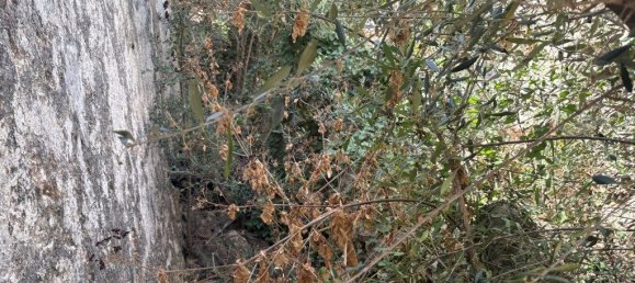 Grundstück in Loule, Portugal 50m², Nr. 325280 6