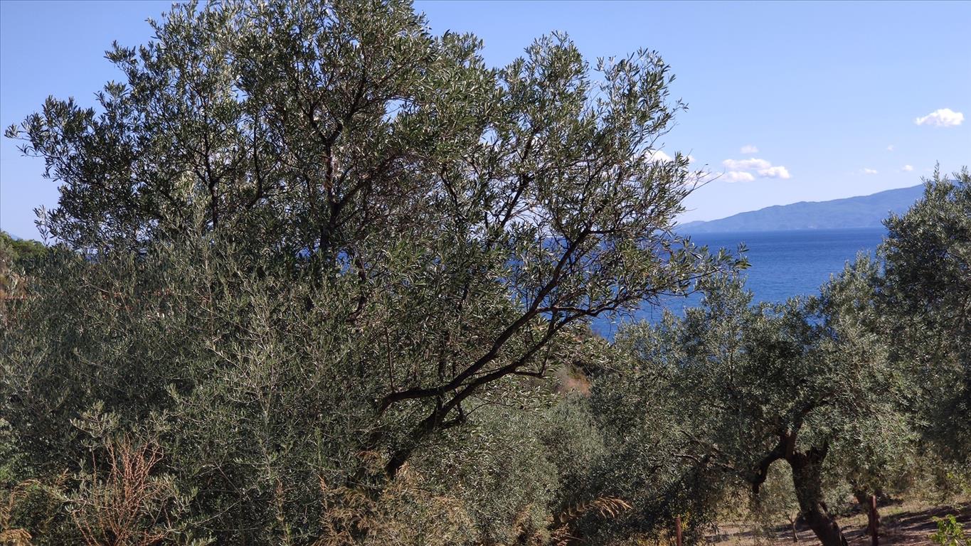 12750m² Hotel for sale in Chalkidiki, Central Macedonia, Macedonia and Thrace, Greece № 4060
