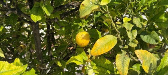 3 غرف نوم فيلا في Torrevieja, Spain رقم 176052 52