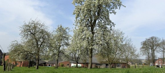 20-Zimmer Bauernhof in Viersen, Germany, Nr. 131100 5