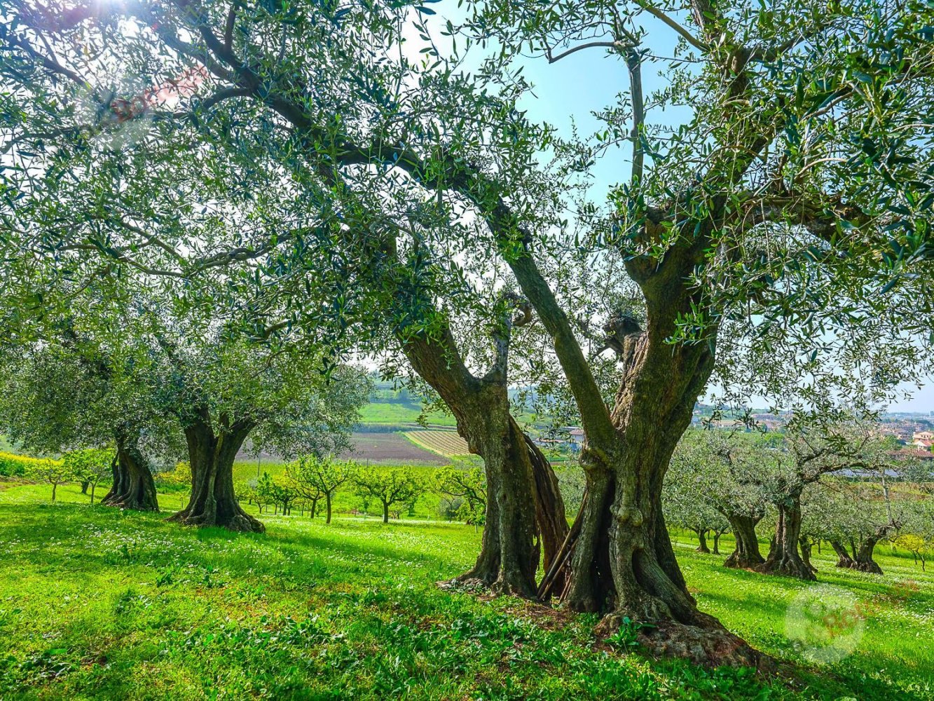 8 bedrooms House in Longiano, Italy No. 328527