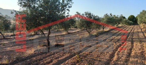 Grundstück in Passos, Portugal 6950m², Nr. 225085 3