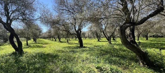 Studio in Sassari, Italy, Nr. 88260 14