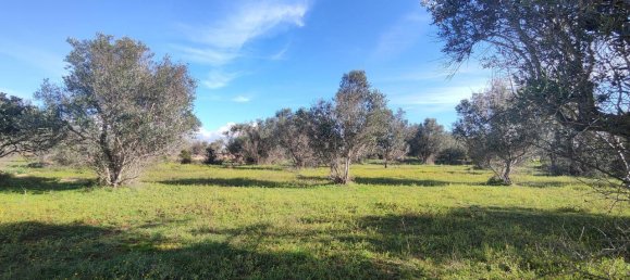 Estudio en Galatone, Italy No. 232638 8