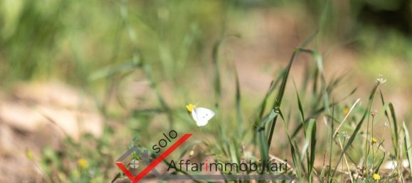 Terrain à Sant'Antonio di Gallura, Italy 170000m² No. 298678 5