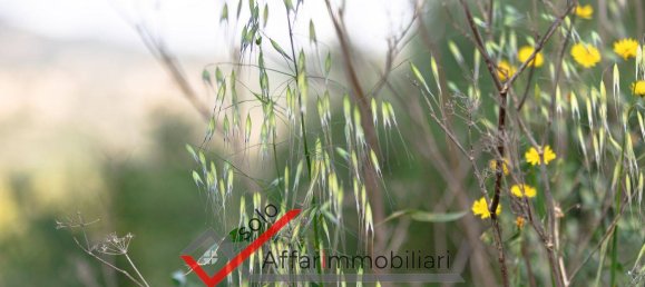 Terrain à Sant'Antonio di Gallura, Italy 170000m² No. 298678 4