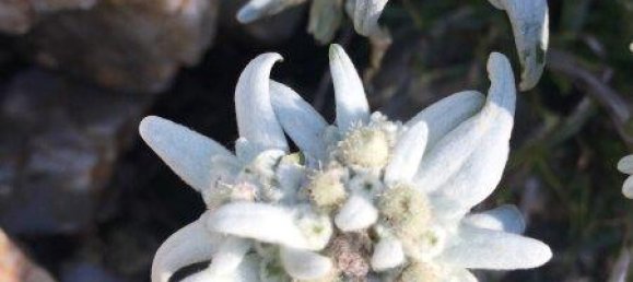 Casa de 3 habitaciónes en Grafenbach-St. Valentin, Austria No. 177082 24