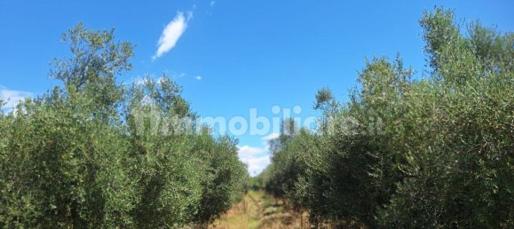 8260m² Land in Altavilla Silentina, Italy No. 264524 8