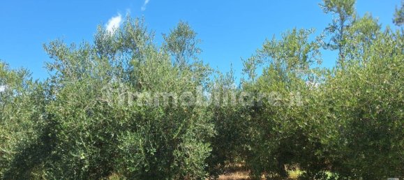 8260m² Land in Altavilla Silentina, Italy No. 264524 3