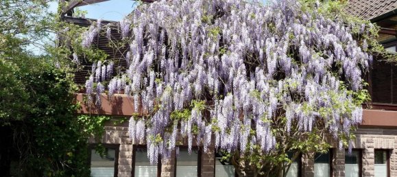 Moradia em banda T4 em Schaumburg, Germany N.º 234533 5