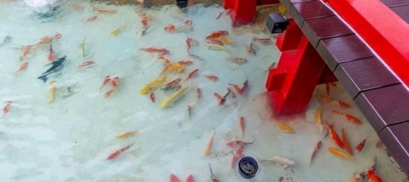 2 bedrooms Apartment in Thu Duc, Vietnam No. 16253 4