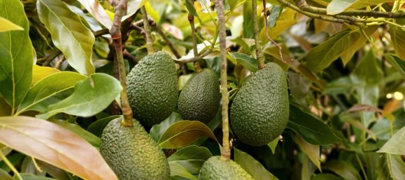 9 bedrooms House in La Orotava, Spain No. 278657 29