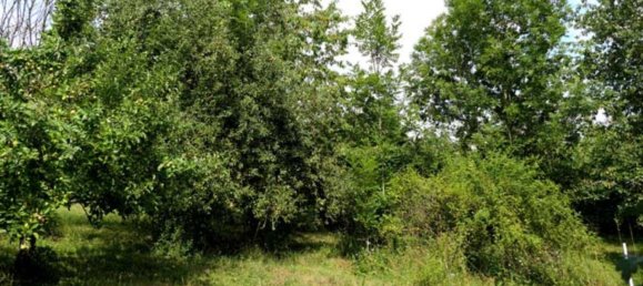 قطعة أرض في Mansfeld-Sudharz, Germany رقم 253475 12