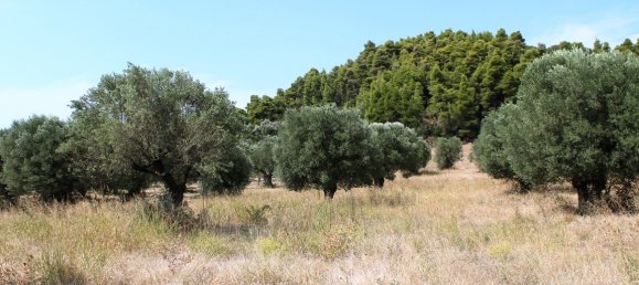 5000m² Hotel in Chalkidiki, Greece No. 6585 3