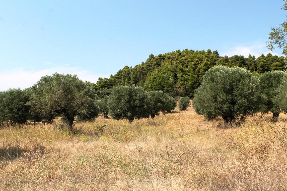 5000m² Hotel for sale in Chalkidiki, Central Macedonia, Macedonia and Thrace, Greece № 6585