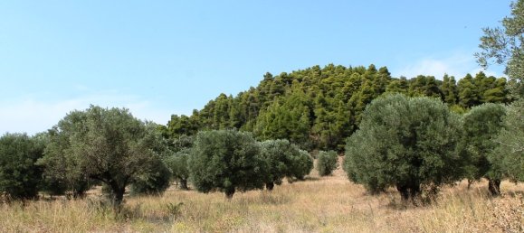 5000m² Hotel in Chalkidiki, Greece No. 6585 2