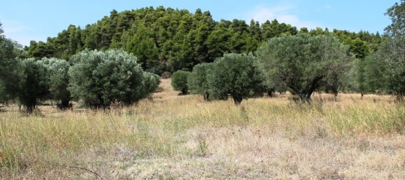 5000m² Hotel in Chalkidiki, Greece No. 6585 4