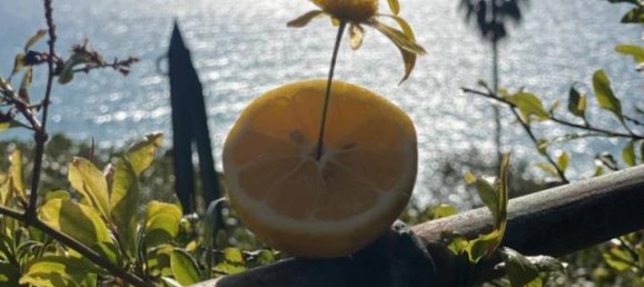 5 rooms Villa in Zoagli, Italy No. 23599 21