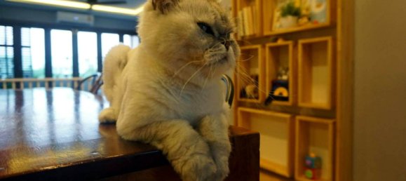 4 Schlafzimmer Ladenlokal in Phra Khanong, Thailand, Nr. 64760 25