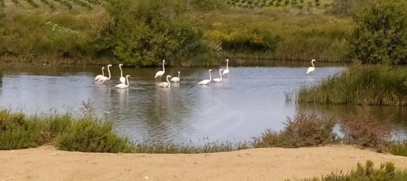  قطعة أرض في Vila Nova de Cacela, Portugal 118050متر مربع رقم 154405 38