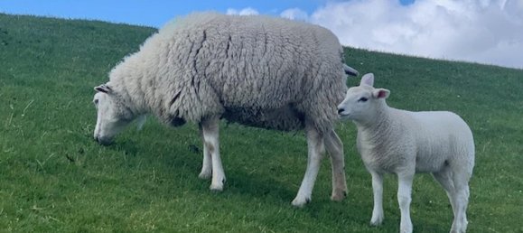 5-Zimmer Haus in Nordfriesland, Germany, Nr. 347670 30