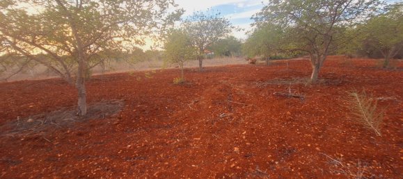 1490m² Land in Loule, Portugal No. 38703 13