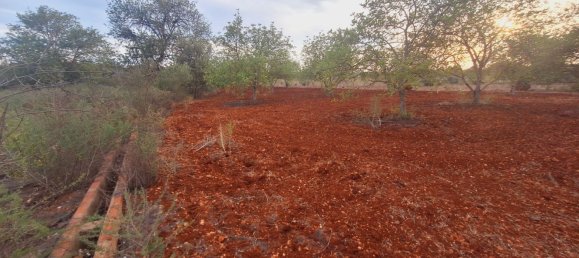 1490m² Land in Loule, Portugal No. 38703 5