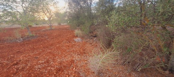 1490m² Land in Loule, Portugal No. 38703 12