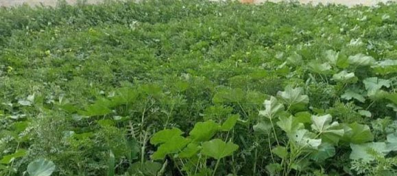 1-salle Terrain à Mazara del Vallo, Italy No. 171902 4