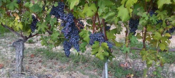 قطعة أرض في Diano d'Alba, Italy 15000متر مربع رقم 80590 3