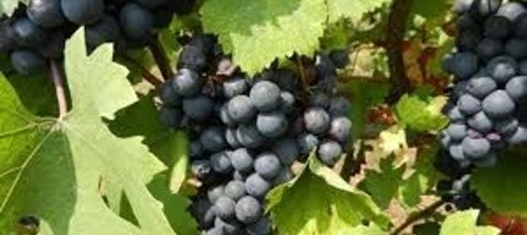 قطعة أرض في Diano d'Alba, Italy 15000متر مربع رقم 80590 6