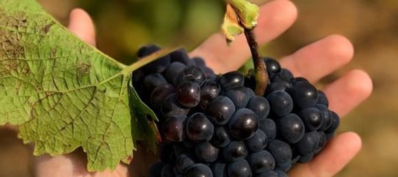 قطعة أرض في Diano d'Alba, Italy 15000متر مربع رقم 80590 4