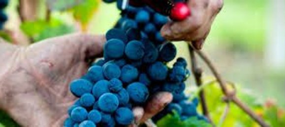 قطعة أرض في Diano d'Alba, Italy 15000متر مربع رقم 80590 5