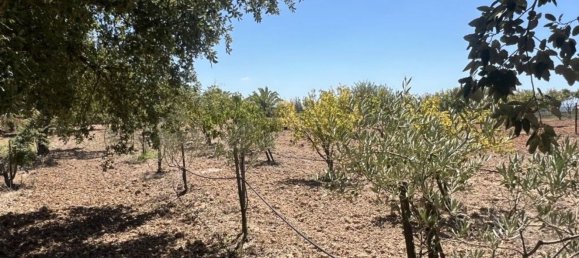 5 bedrooms House in Cartaxo, Portugal No. 139933 26