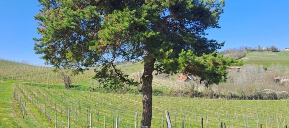 36000m² Land in Calamandrana, Italy No. 174949 5