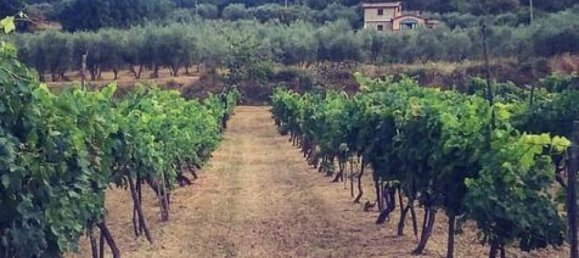 7 bedrooms House in Sinalunga, Italy No. 58017 28