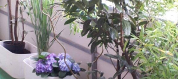 3 rooms Apartment in Anif, Austria No. 221337 5