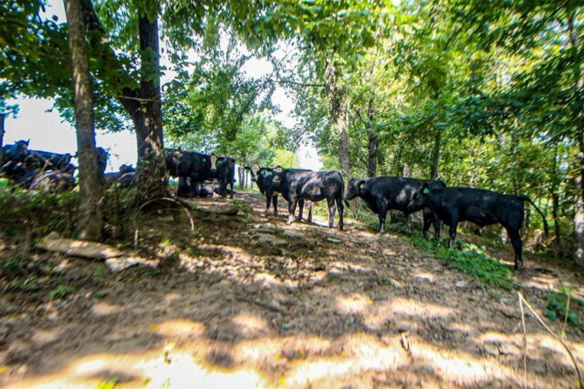  Land in Springfield, USA No. 481693