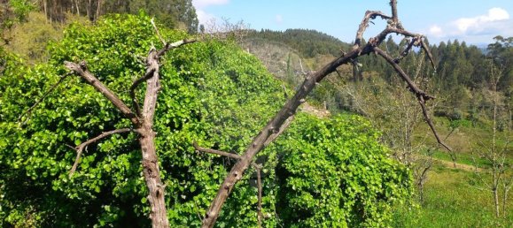 1 bedroom House in Alvaiazere, Portugal No. 186576 4