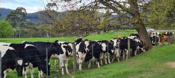 Casa de 5 dormitorios en The Basin, Australia No. 127 17