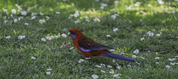 Casa de 5 dormitorios en The Basin, Australia No. 127 18