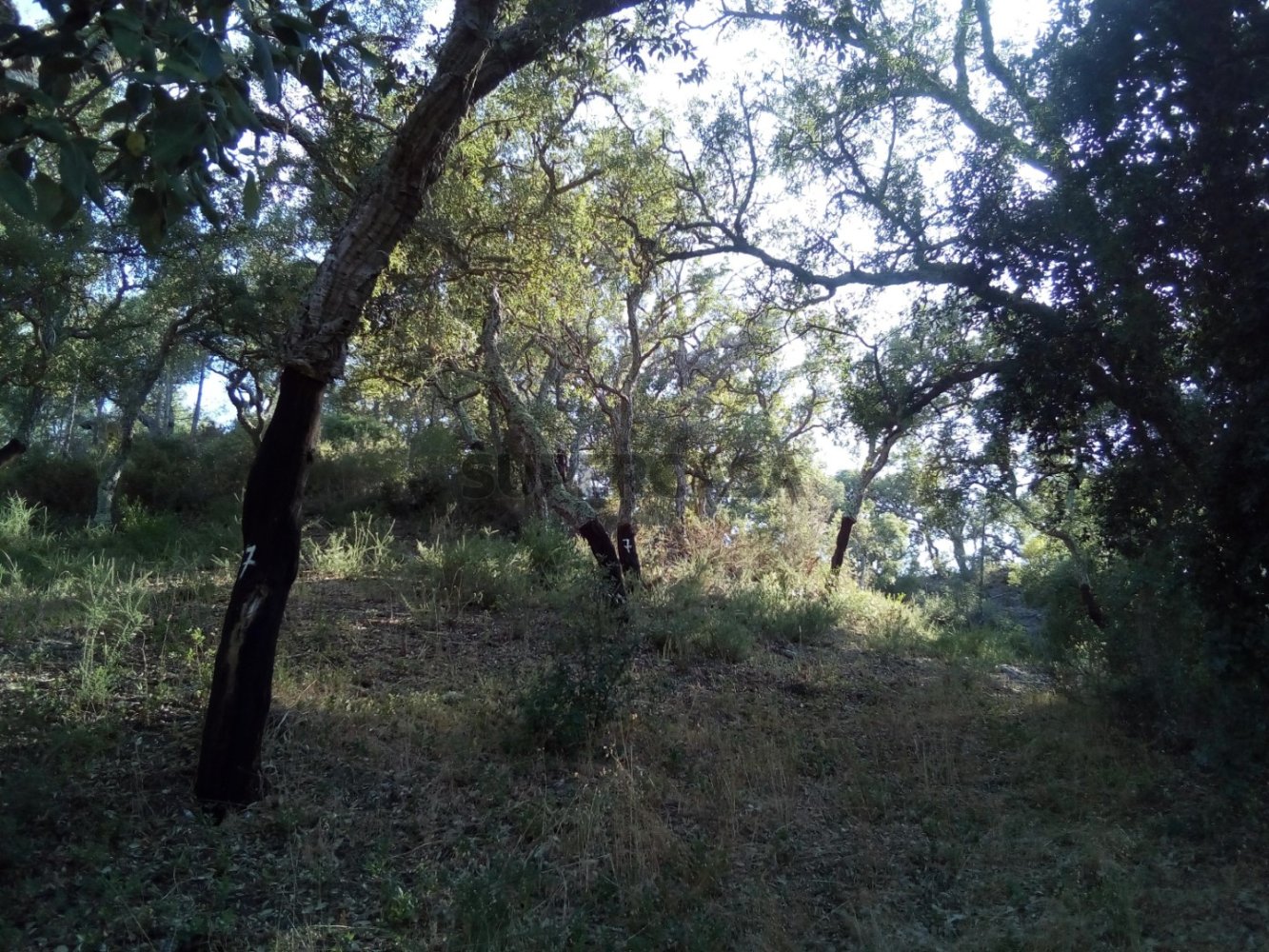  قطعة أرض في Grandola, Portugal 20000متر مربع رقم 287556