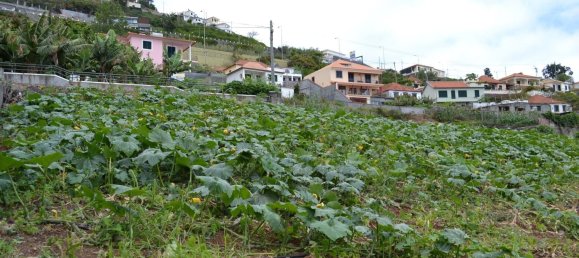 Grundstück in Funchal, Portugal 5000m², Nr. 143450 7