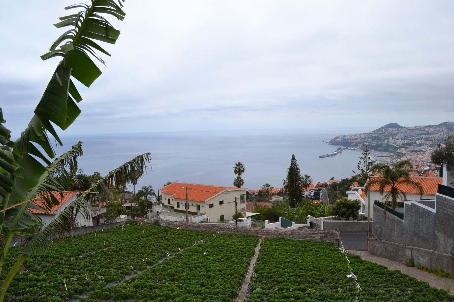 Terreno em Funchal, Portugal 5000 m² N.º 143450